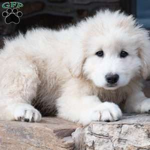 Abruzzese mastiff 2024 for sale